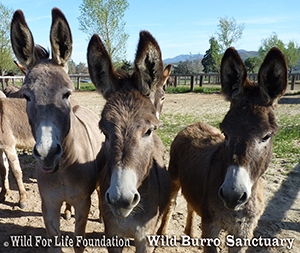 Wild Burro Rescue